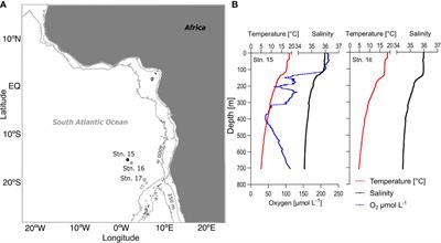 Cascading effects of calanoid copepod functional groups on the biological carbon pump in the subtropical South Atlantic